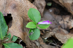 Polygaloides paucifolia