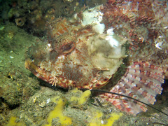 Scorpaena jacksoniensis
