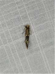 Moerarchis inconcisella