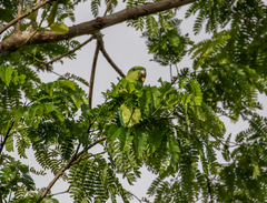 Graydidascalus brachyurus