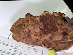 Phaeolaceae