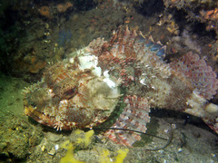 Scorpaena jacksoniensis