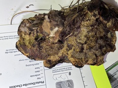 Phaeolaceae