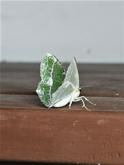 Eucyclodes insperata