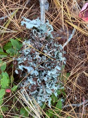 Platismatia tuckermanii