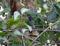 Thamnophilus amazonicus