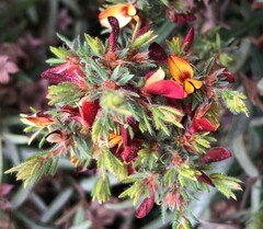 Pultenaea canaliculata