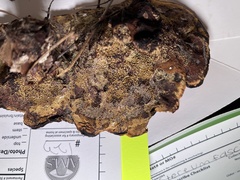 Phaeolaceae