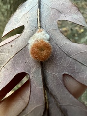 Druon quercusflocci