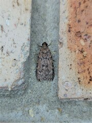 Mimaglossa nauplialis