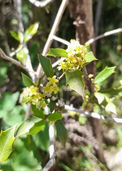 Maytenus ilicifolia