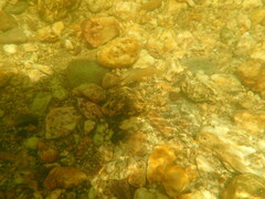 Lutjanus griseus