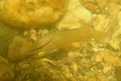 Lutjanus griseus