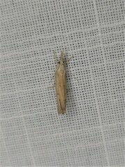 Culladia cuneiferellus