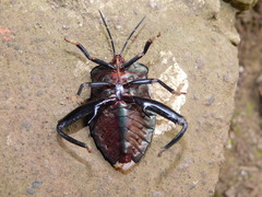 Tessaratomidae