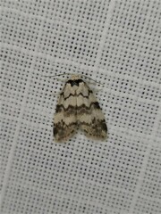 Thallarcha leptographa