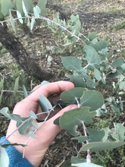 Eucalyptus bridgesiana