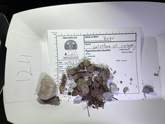 Calostoma ravenelii