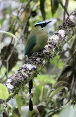Momotus aequatorialis