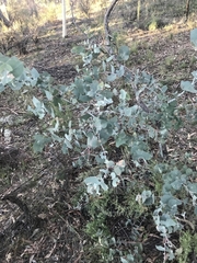Eucalyptus bridgesiana