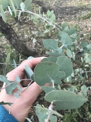 Eucalyptus bridgesiana