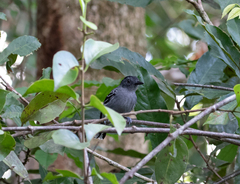 Thamnophilus amazonicus