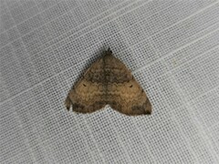 Chrysolarentia mecynata