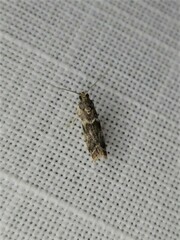 Ephestiopsis oenobarella