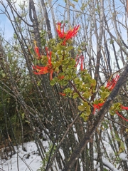 Tristerix corymbosus