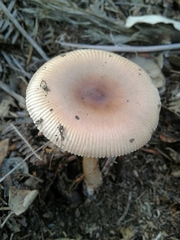 Amanita fulvoides