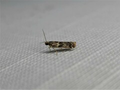 Ephestiopsis oenobarella