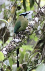 Momotus aequatorialis