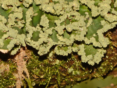 Pannaria farinosa