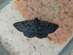 Melanodes anthracitaria