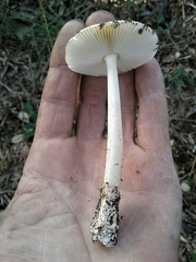Amanita fulvoides