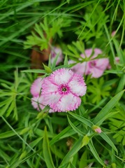 Dianthus caucaseus