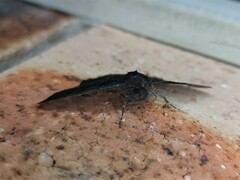 Melanodes anthracitaria