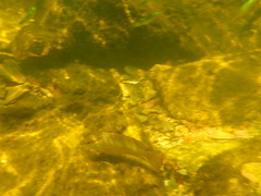 Lutjanus griseus