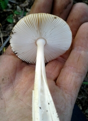 Amanita fulvoides