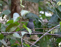 Thamnophilus amazonicus