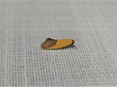 Chrysonoma paracycla