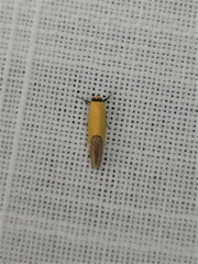 Chrysonoma paracycla