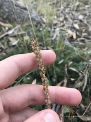 Plantago varia