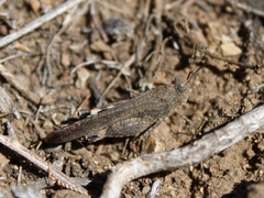 Lactista gibbosus