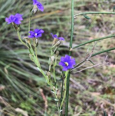 Dampiera dysantha