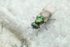 Microchrysa polita