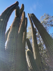 Trichocereus chiloensis