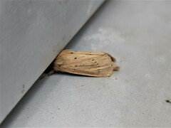 Bathytricha truncata