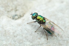 Microchrysa polita
