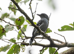 Thamnophilus amazonicus